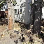 Hazard tree removal