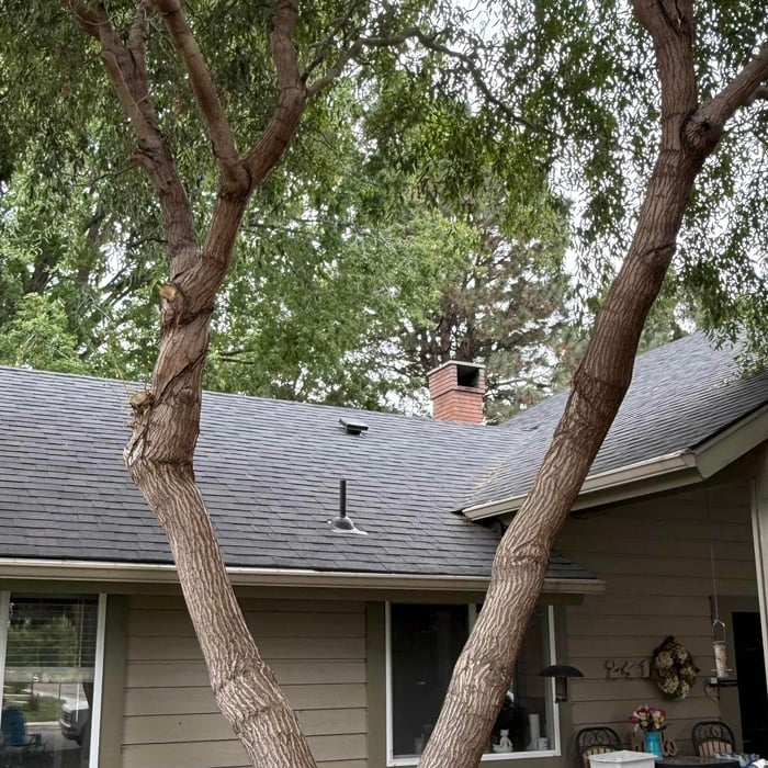Tree Trim