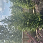 Planting / Transplanting