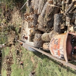 Tree removal