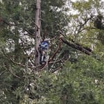 in the trees