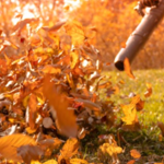 Fall Clean Up