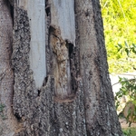 Tree Removal