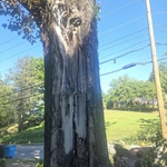 Tree Removal