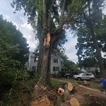 Tree Removal