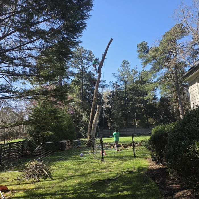 Tree Removal.