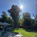 Tree removal