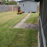Lawn Care
