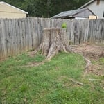 Large tree stump.
