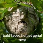 hornets & wasps
