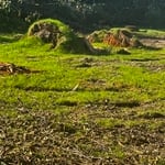 Tree removal