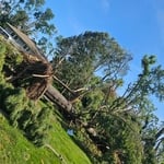 Tree removal