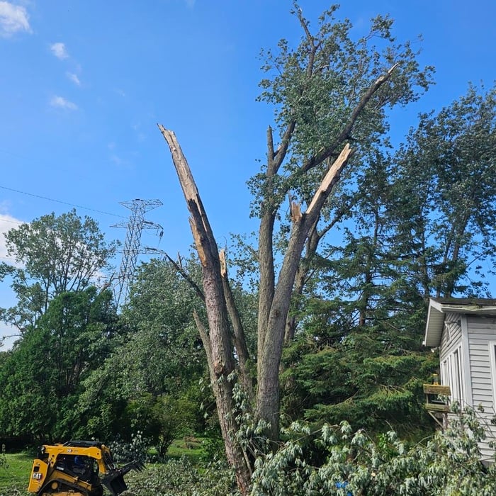 Tree removal