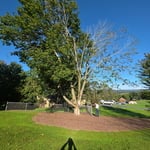 Tree Trimming