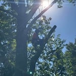 Tree Trimming