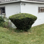 Bush Trimming