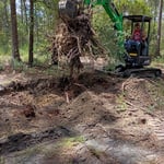 Removal of large Oak