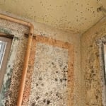 Mold Remediation