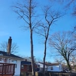 Brandywine Tree Removal