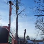Brandywine Tree Removal
