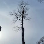 Brandywine Tree Removal