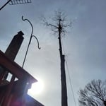 Brandywine Tree Removal