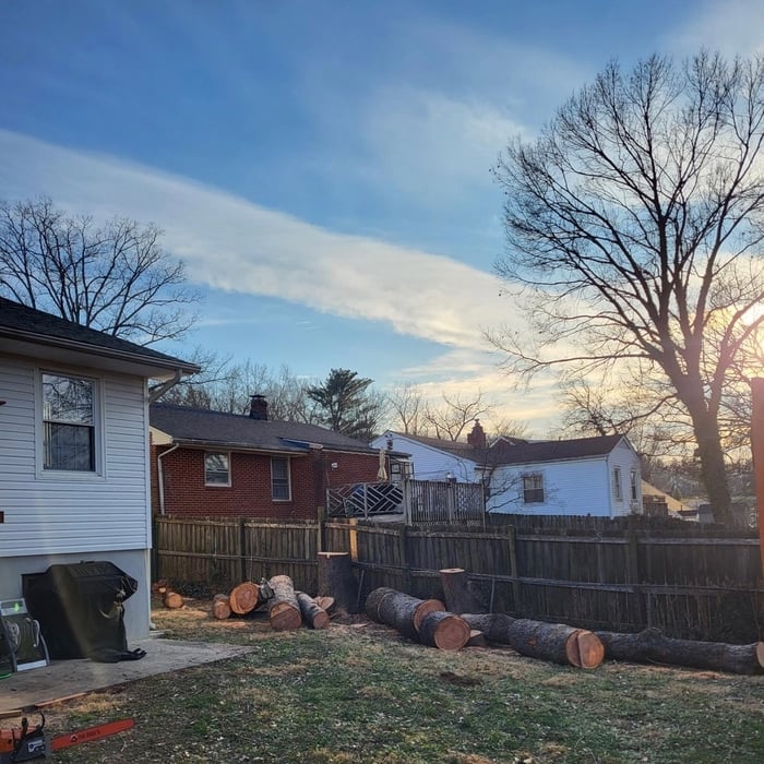 Brandywine Tree Removal
