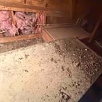 mouse feces and debris - before