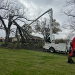 Tree Service