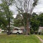 Tree Service