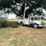 Tree Service
