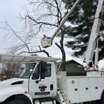 Tree Service