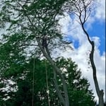 Tree Services