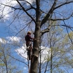 Tree Work