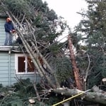 Tree Work