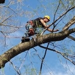 Tree Work