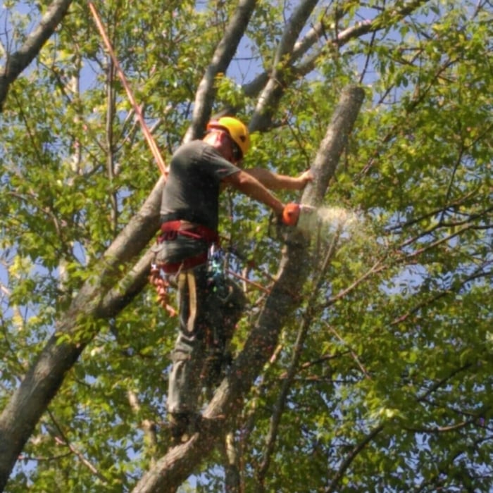 Tree Work