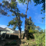 Tree Service