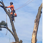 Tree Service