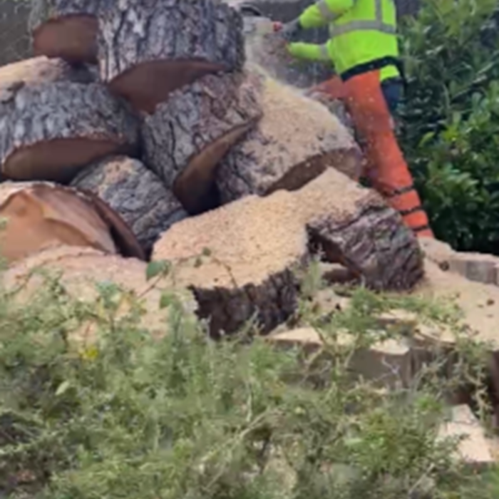 Tree Service