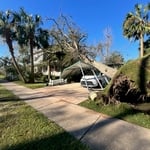 Tree removal