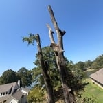 Tree work
