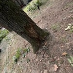 Tree work
