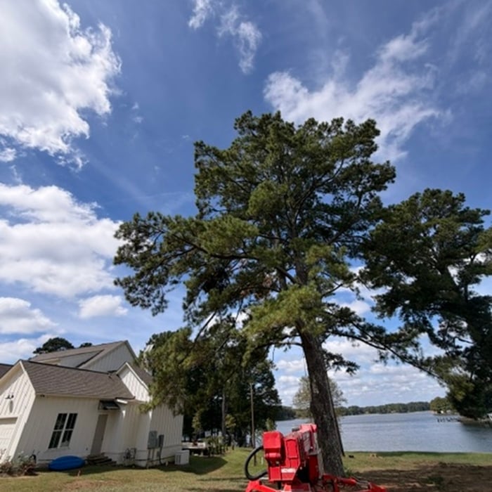 Tree work