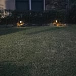 Flower bed