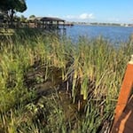 Lakefront Clearing