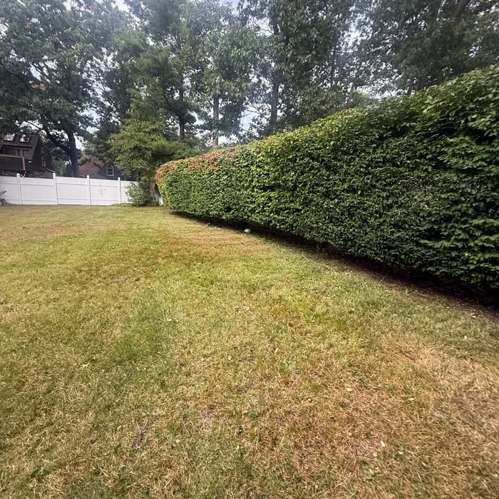 Triming bushes