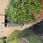 Sod, rocks ,and pavers