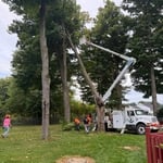Hung up Tree