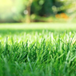 Lawn Care